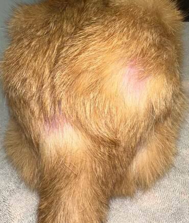 A Case of Cutaneous small cell indolent T-cell lymphoma in a 15-Year-Old Cat