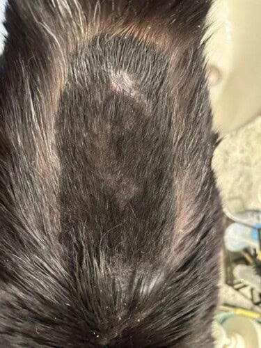 image004 Well-Demarcated Alopecia on the Dorsum of a DSH