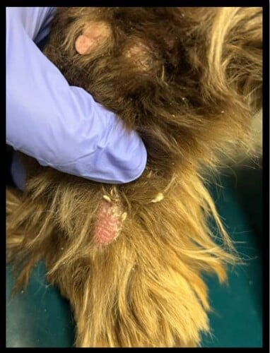 image006 1 Hyperglobulinemia in a Cocker Spaniel with Multiple Cutaneous Nodules