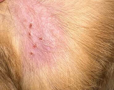 A Case of Cutaneous small cell indolent T-cell lymphoma in a 15-Year-Old Cat