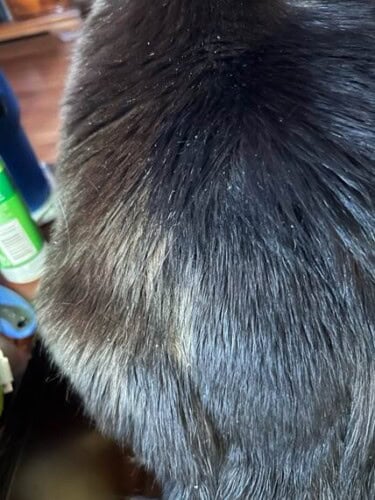 image006 Well-Demarcated Alopecia on the Dorsum of a DSH