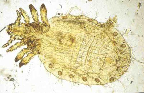Linognathus setosus adulte