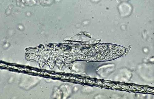 Demodex gatoi adulte