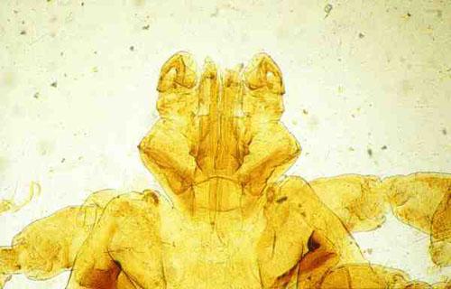 Rostre de Rhipicephalus sanguineus