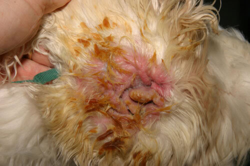 Top Vets Dermatology Services for Your Pet’s Skin